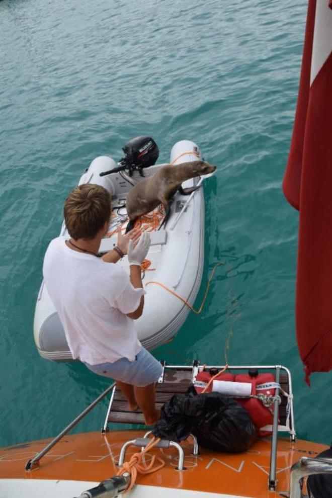 Exploring the Galapagos - Oceans of Hope © Sailing Sclerosis/Oceans of Hope